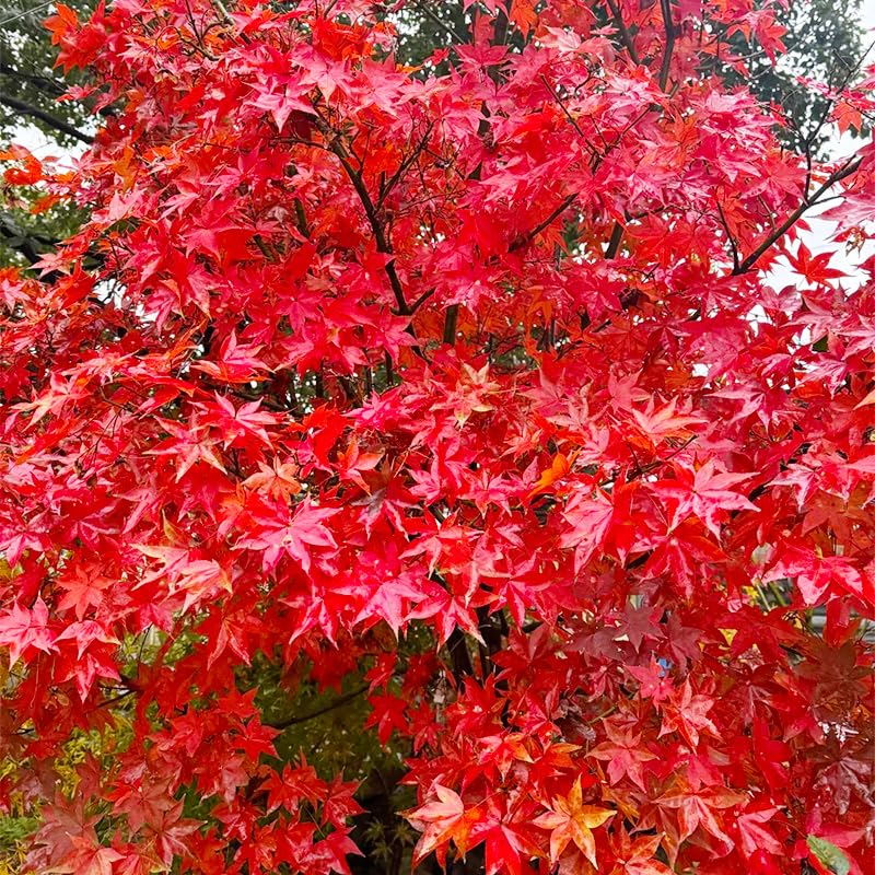 Generic Red Maple seeds autumn foliage, showcasing seasonal color.