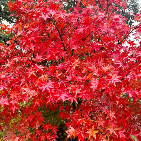 Generic Red Maple seeds autumn foliage, showcasing seasonal color.
