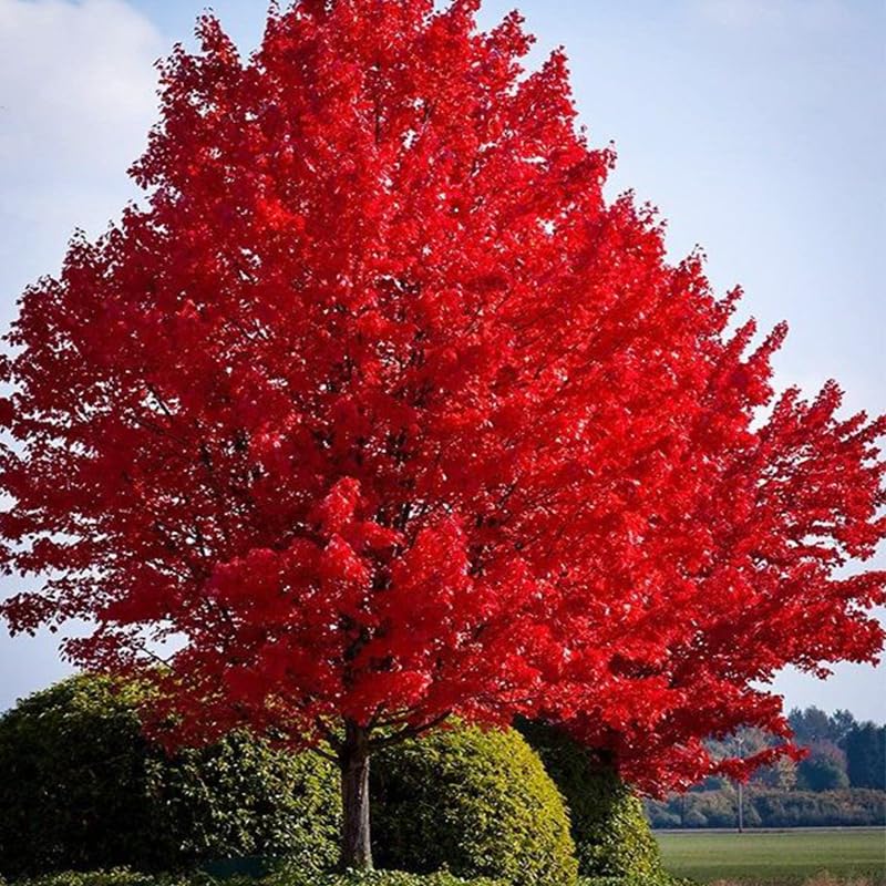 Generic Red Maple seeds packaging, ideal for outdoor planting.