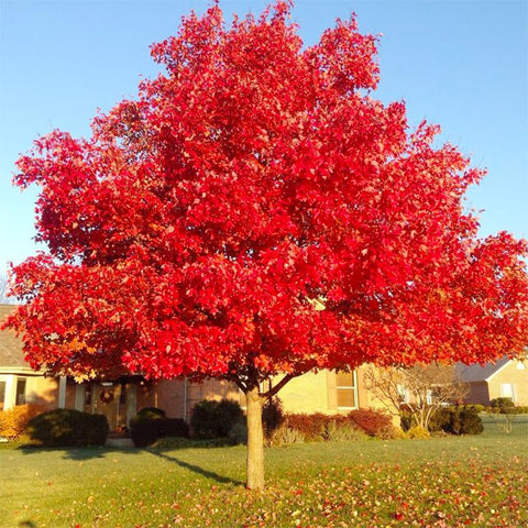 Generic Red Maple seeds planting steps, from stratification to sowing.