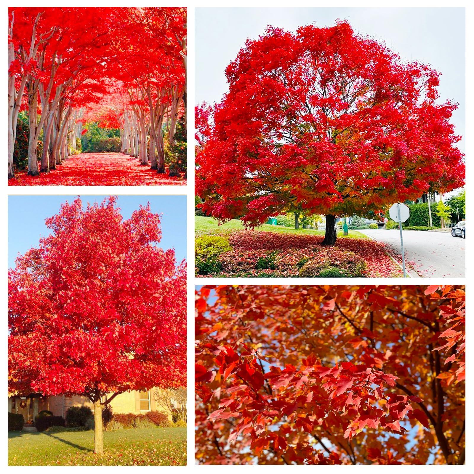 Generic Red Maple seeds seedling care, guiding healthy growth.