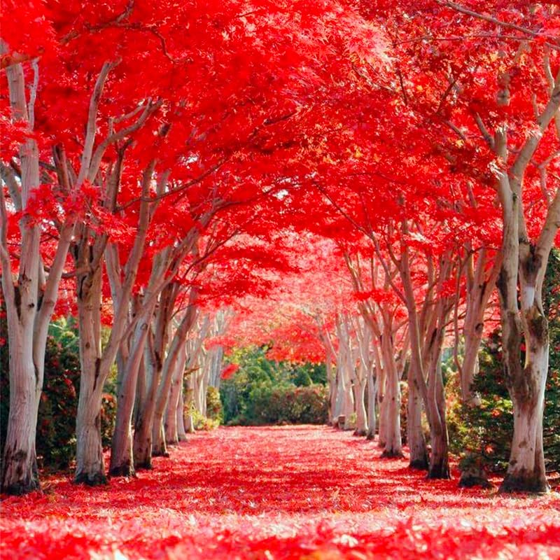 Generic Red Maple seeds wildlife habitat, supporting bees and birds.