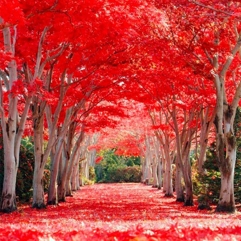 Generic Red Maple seeds wildlife habitat, supporting bees and birds.