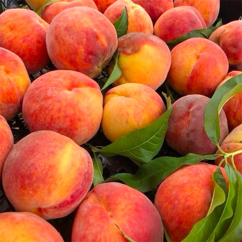 Generic ripe peach perfect for fresh eating or baking and cooking.