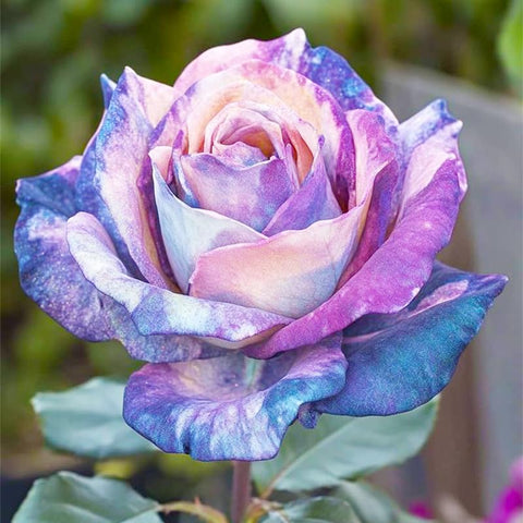 Generic rose seeds color mix garden beds and containers ready to plant.