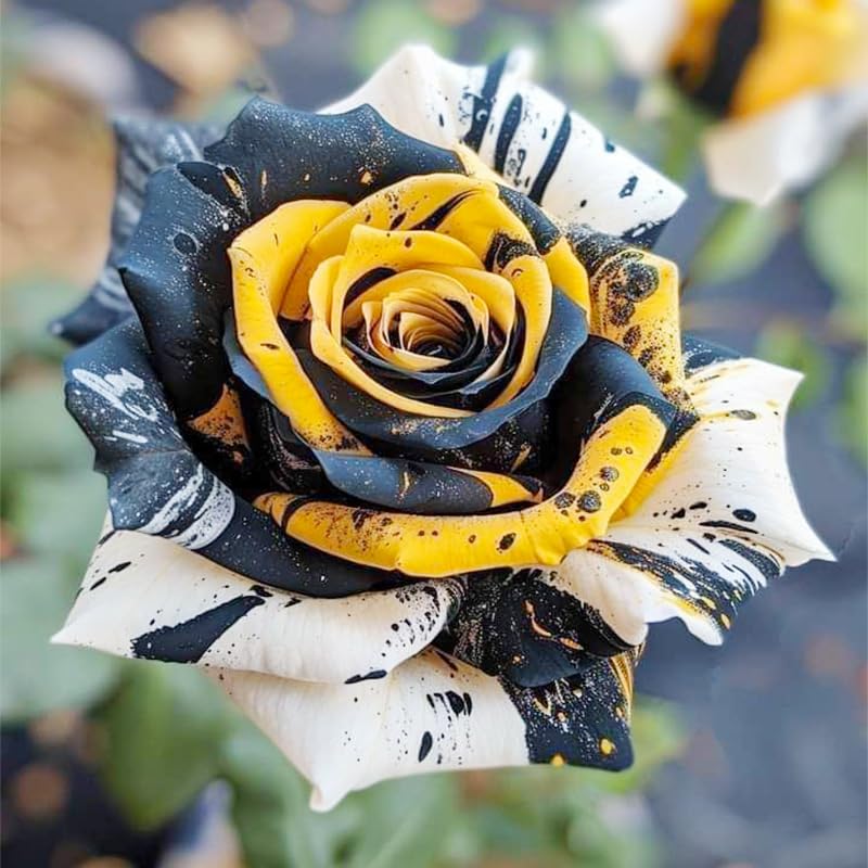 Generic rose seeds color mix soil seed bed for easy starting.