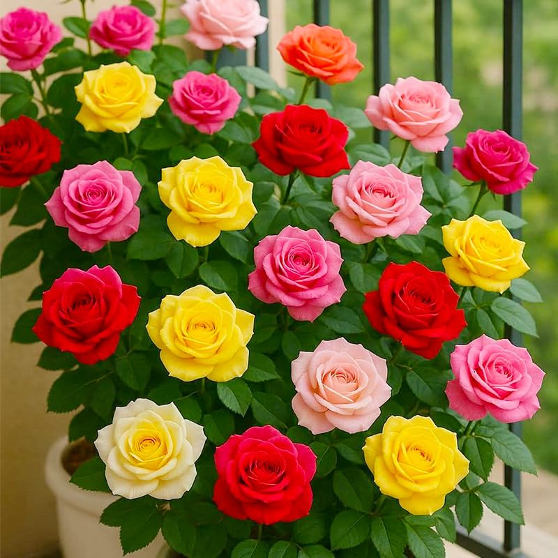 Generic rose seeds mix fragrant blooms provide subtle scent outdoors.