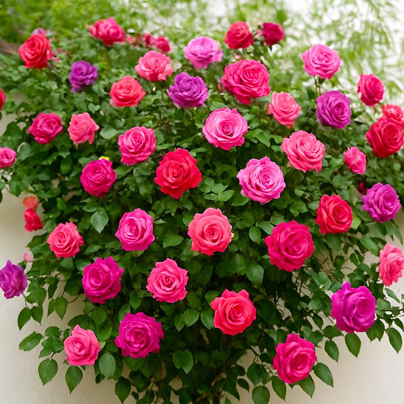 Generic rose seeds mix garden bed planting setup ideal for sunny yards.