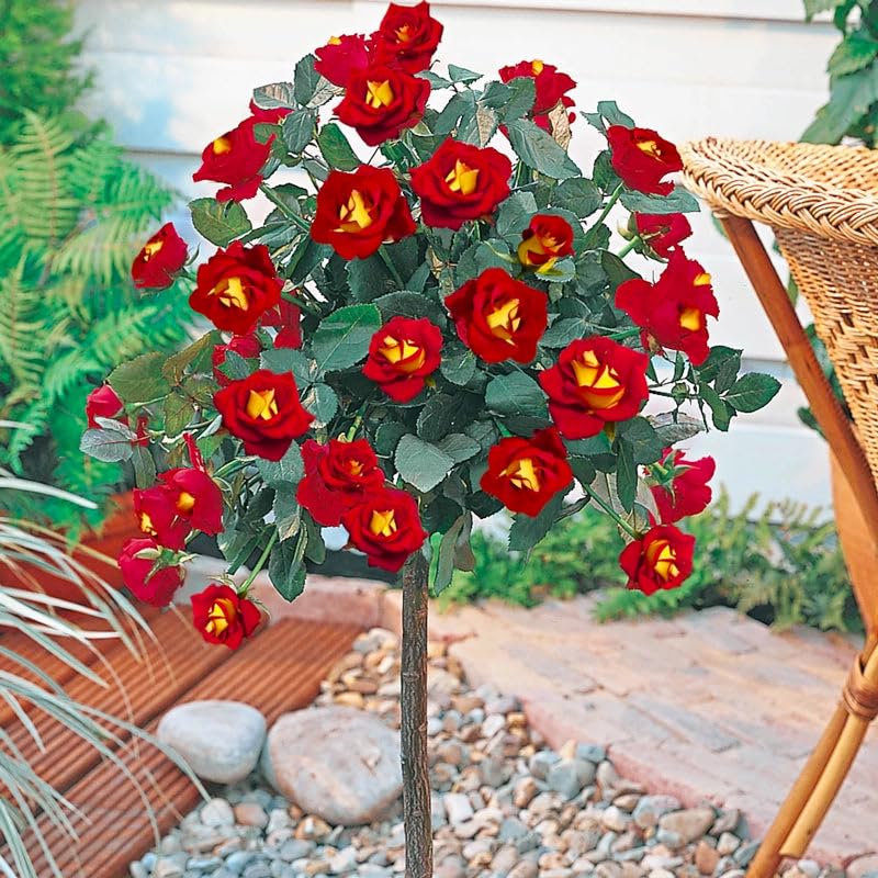 Generic rose tree blooms prepared for cut flowers in homes.