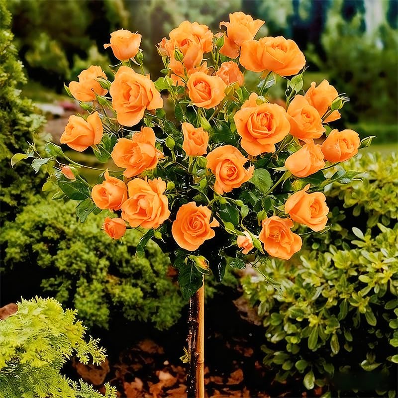 Generic border planting with a rose tree enhances landscape balance.