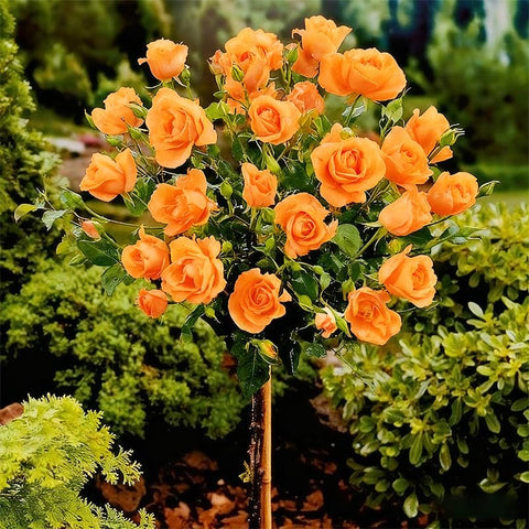 Generic border planting with a rose tree enhances landscape balance.