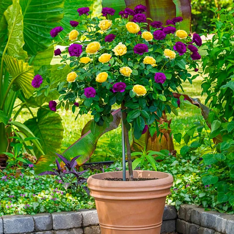 Generic rose tree seedling in a pot ready for indoor and outdoor planting.