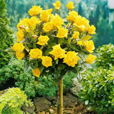Generic plant thriving in sun to partial shade for balanced growth.