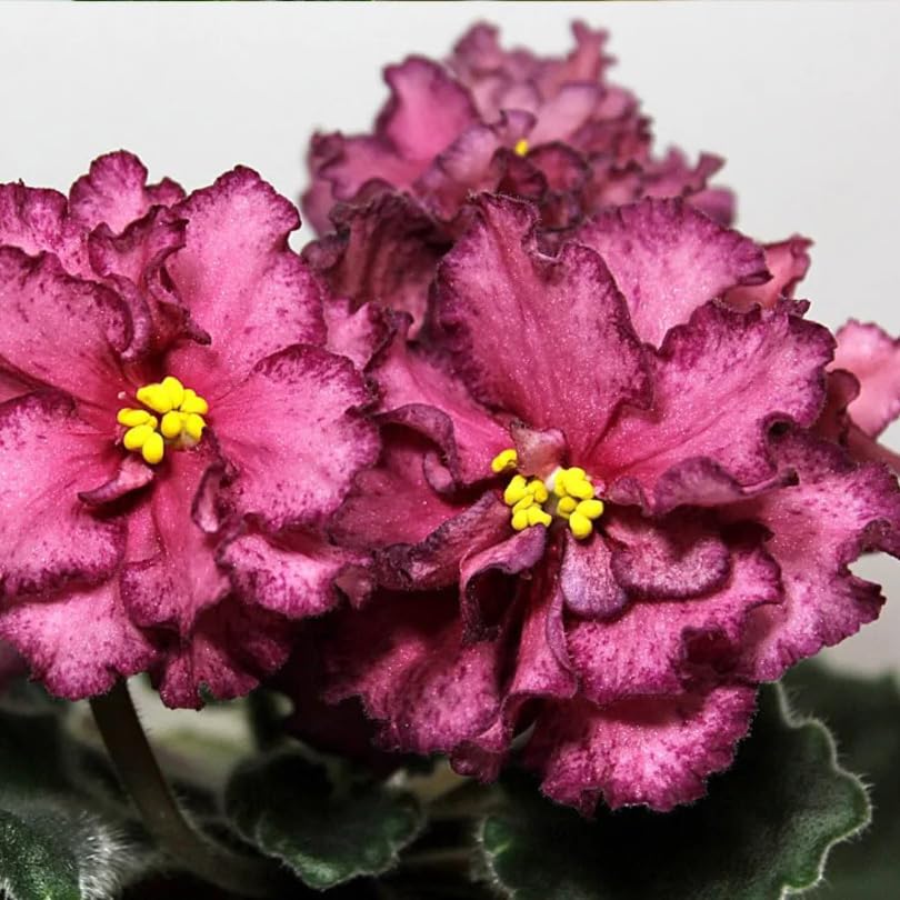 Generic Saintpaulia seeds indoor garden with indirect light growth