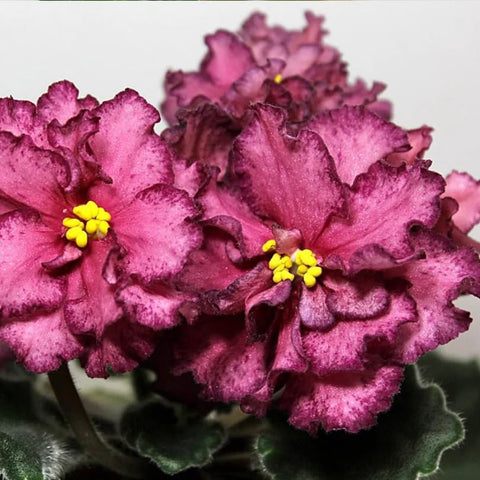 Generic Saintpaulia seeds indoor garden with indirect light growth