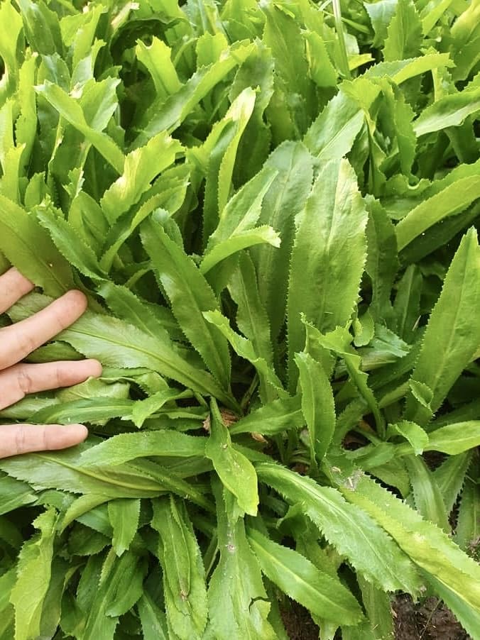 Generic Sawtooth herb thriving in sun, ready to flavor dishes.