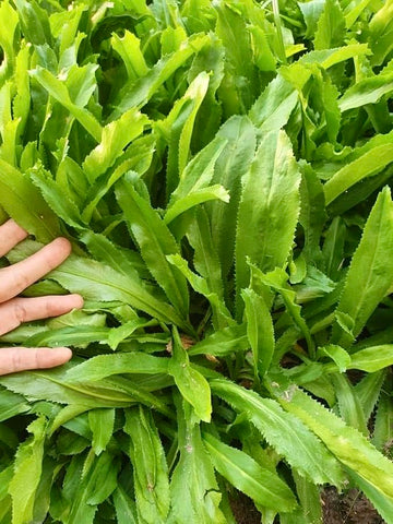 Generic Sawtooth herb thriving in sun, ready to flavor dishes.