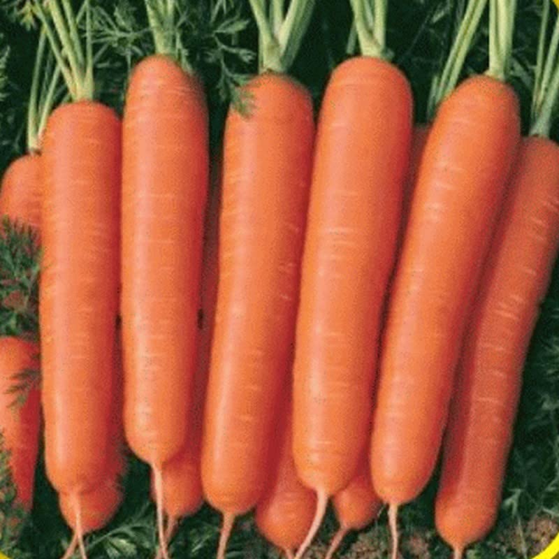 Fresh Scarlet Nantes carrots harvested from the garden