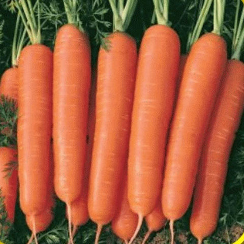 Fresh Scarlet Nantes carrots harvested from the garden