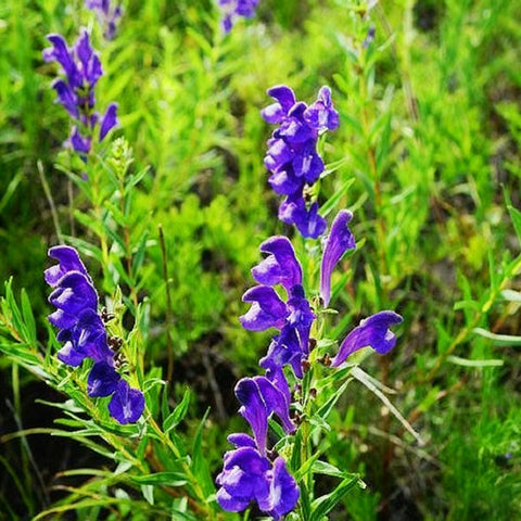 Generic skullcap blue-violet flowers—visual focal point to brighten shaded garden beds.