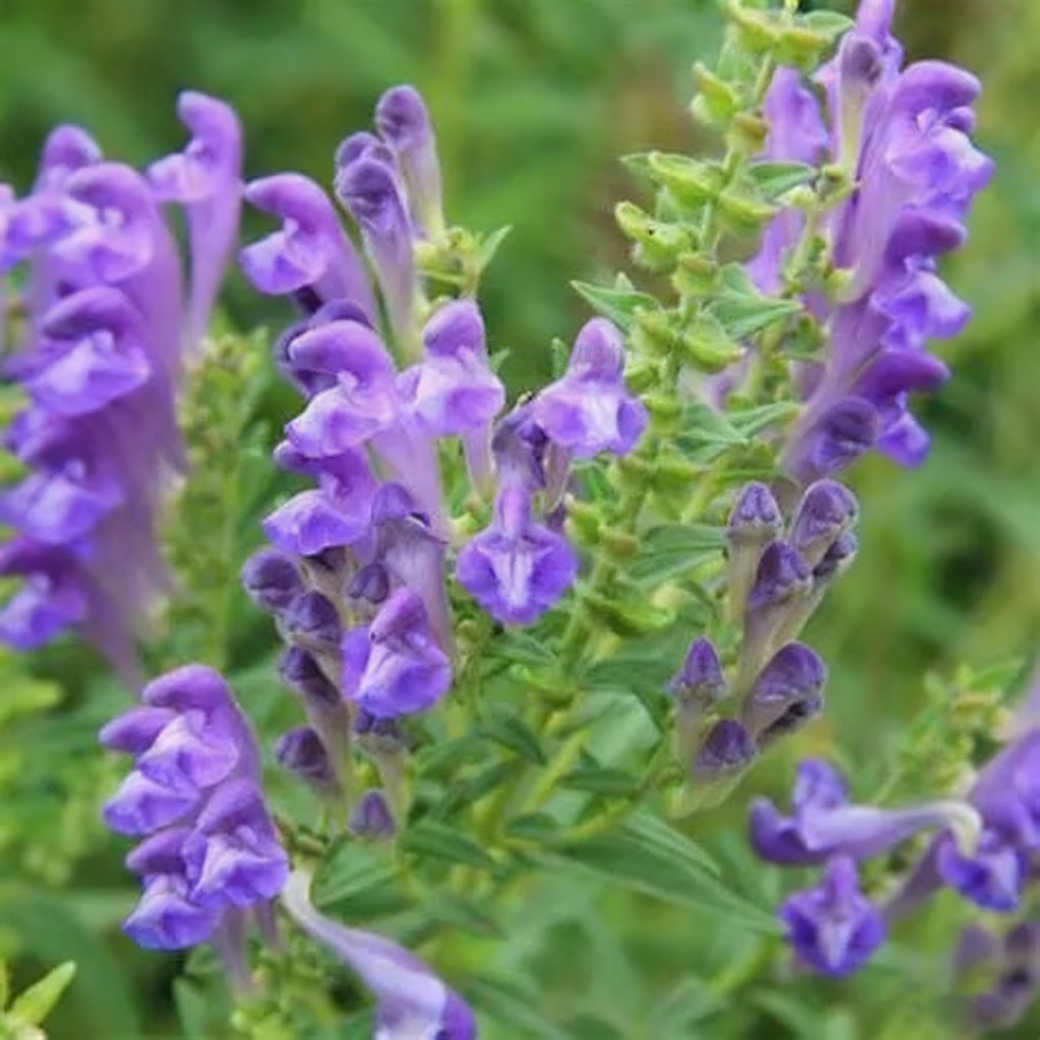 Generic skullcap sowing and germination—step-by-step guidance for successful seedling start.