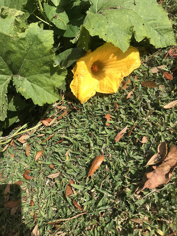 Generic Seminole green-stage pumpkins suitable for early cooking experiments.