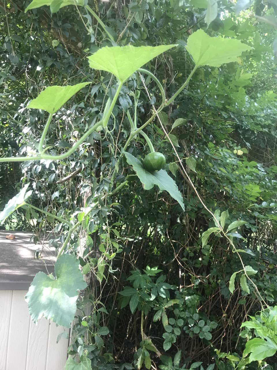 Generic Seminole pumpkin patch harvest image showing productive Florida garden.