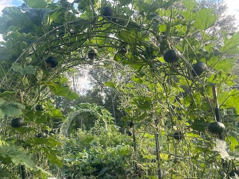Generic Seminole pumpkin seeds show vigorous vines ready to spread or climb.