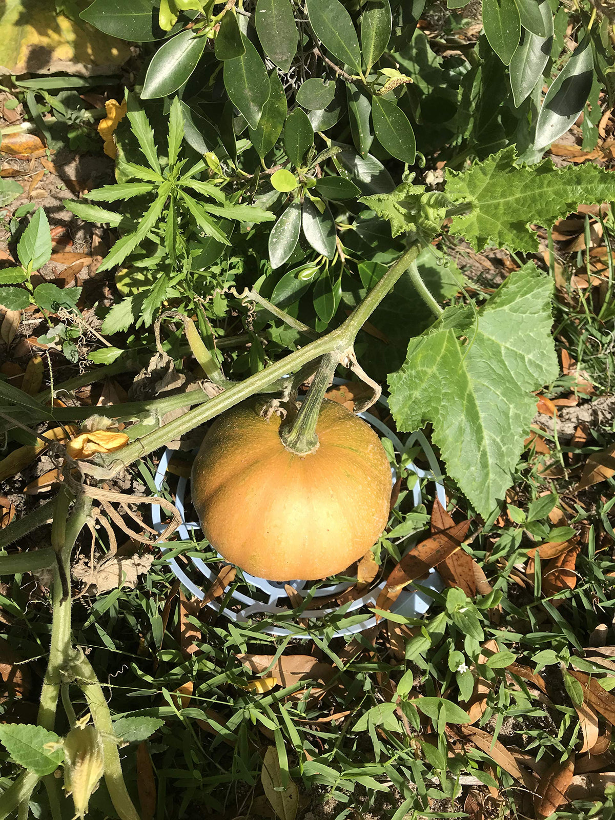 Generic Seminole pumpkin seeds packaging for easy home gardening and storage.