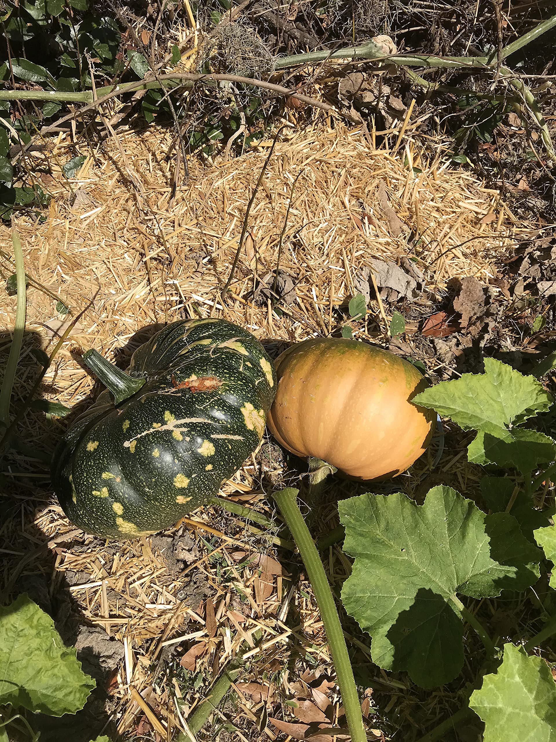 Generic Seminole pumpkin seeds seed count highlights at least 12 seeds per pack.