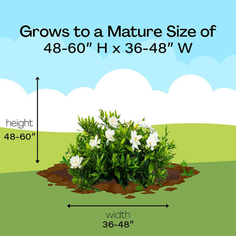 Generic Shrub Frostproof Gardenia buds resist late frosts for dependable color