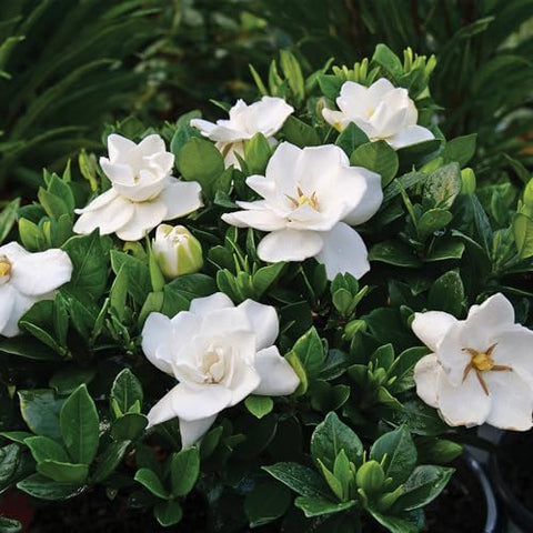 Generic Shrub Frostproof Gardenia close-up of lush white petals