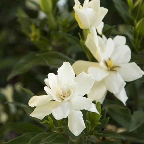 Generic Shrub Frostproof Gardenia leaves shine for foundation plantings