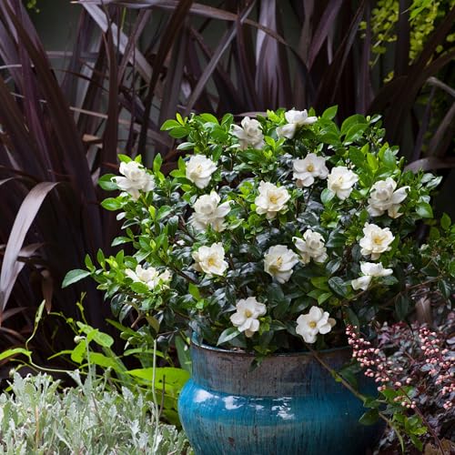 Generic Shrub Frostproof Gardenia hedge planting along outdoor living areas