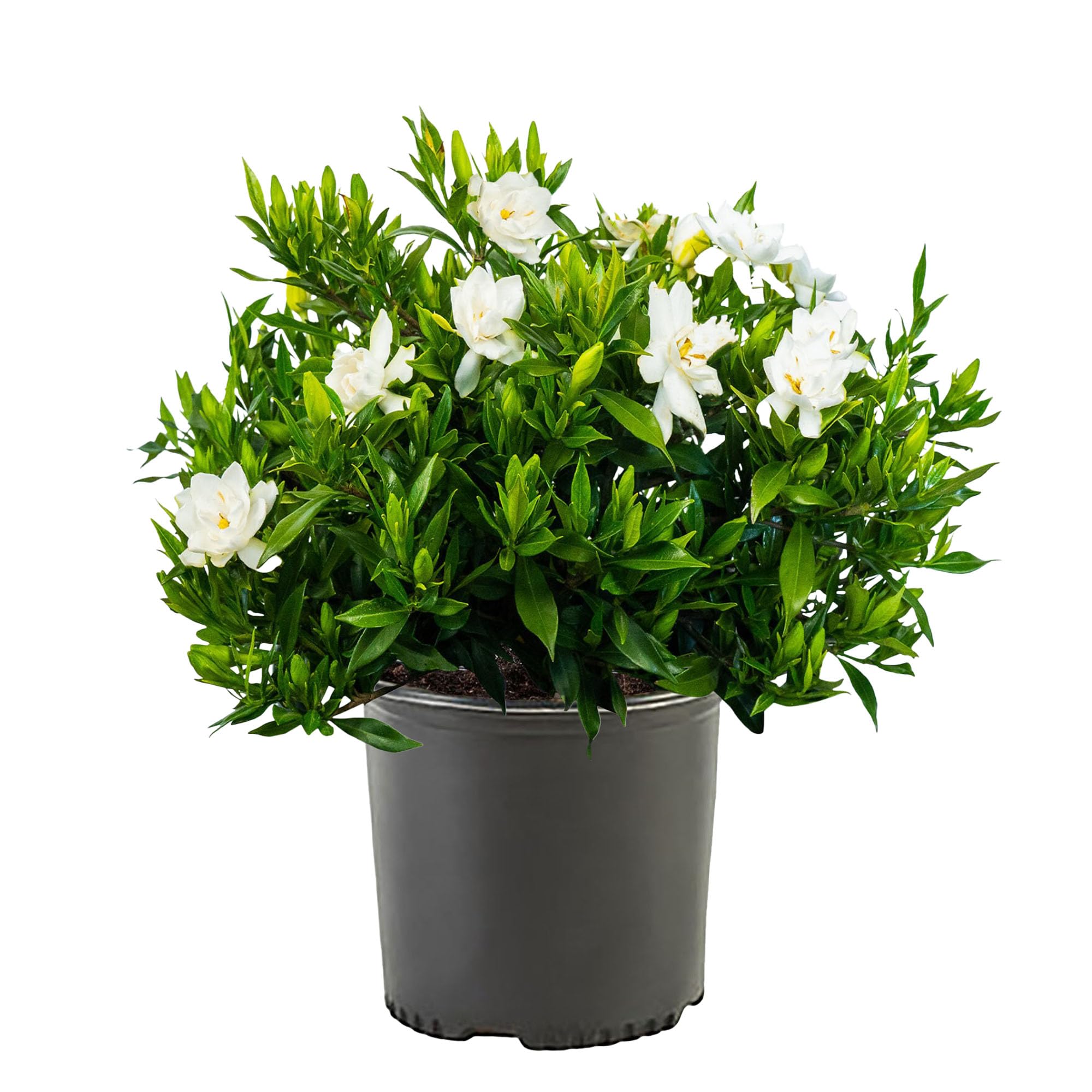 Generic Shrub Frostproof Gardenia with white blooms and glossy foliage, ideal for hedges