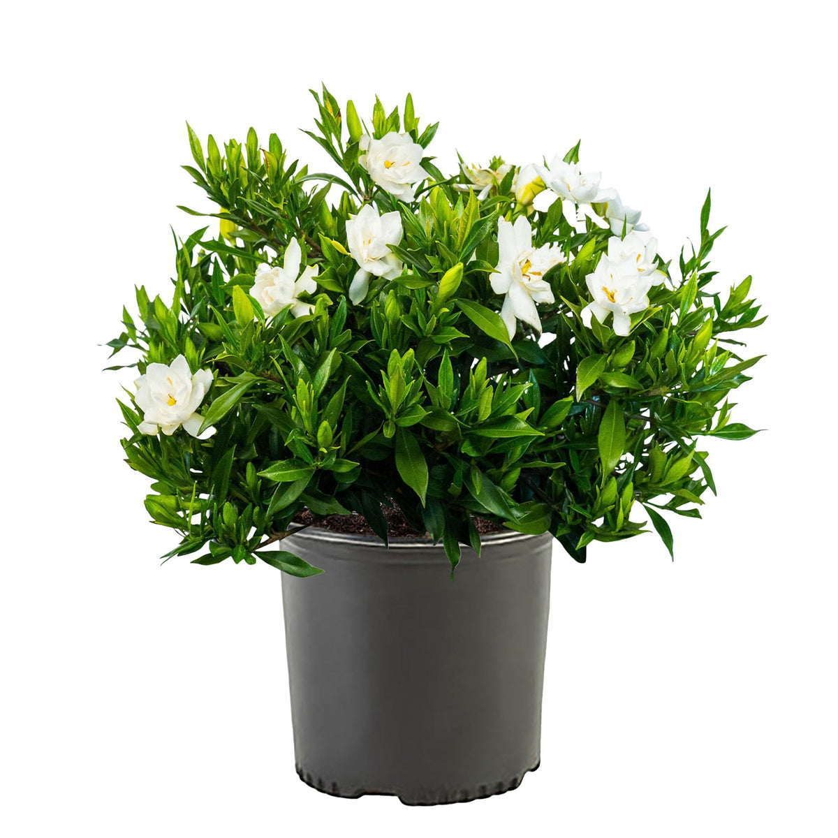 Generic Shrub Frostproof Gardenia with white blooms and glossy foliage, ideal for hedges