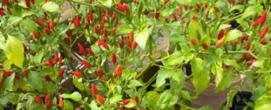 Generic Siling Labuyo dried chili spice adds aroma and heat to sauces.