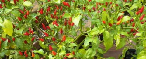 Generic Siling Labuyo dried chili spice adds aroma and heat to sauces.