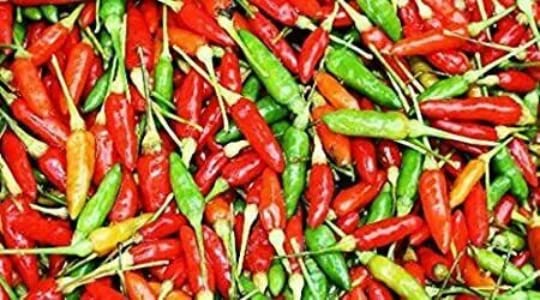 Generic Siling Labuyo upward-triangular fruits showcase intense heat for quick, flavorful dishes.