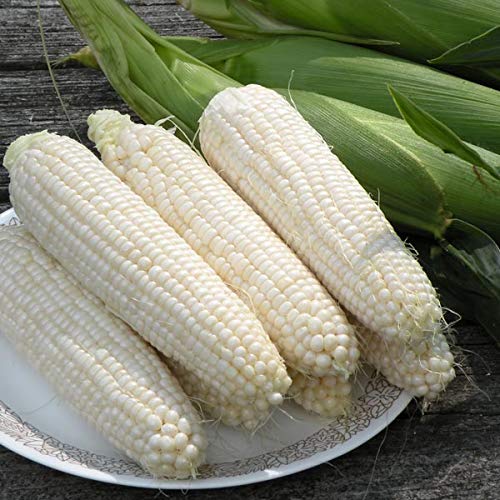 Generic Silver Queen ears closeup, highlighting white kernels on sturdy stalks.