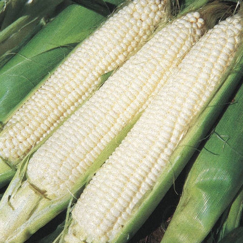 Generic Silver Queen seeds package, showcasing heirloom, non-GMO corn for home gardens.
