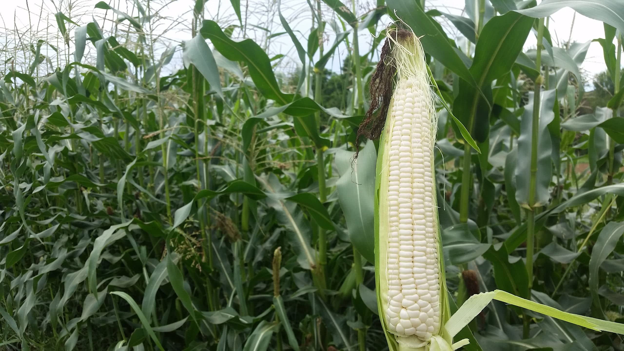 Generic Silver Queen stalk in garden, illustrating high-yield potential for home growers.