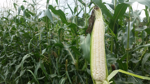 Generic Silver Queen stalk in garden, illustrating high-yield potential for home growers.
