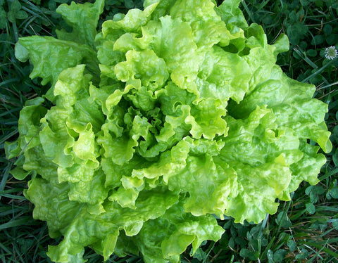 Generic Simpson lettuce seeds close-up of ruffled leaves for tender garden greens