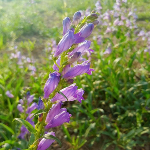 Generic skullcap plant thriving in partial shade—ideal for woodland edges and damp corners.