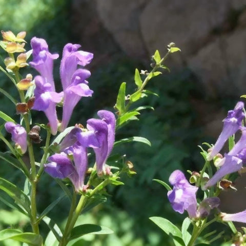 Generic skullcap perennial bed—season-long color in partial shade and moist soil.
