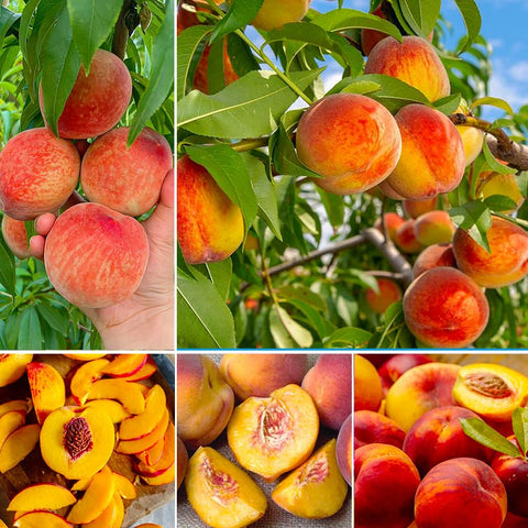 Generic peach seeds sown in moist soil support sprouting and garden success.