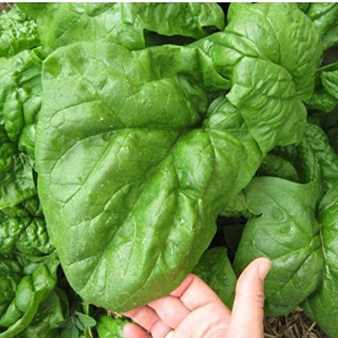 Generic Spinach seeds garden plot setup shows easy, scalable planting in any yard.