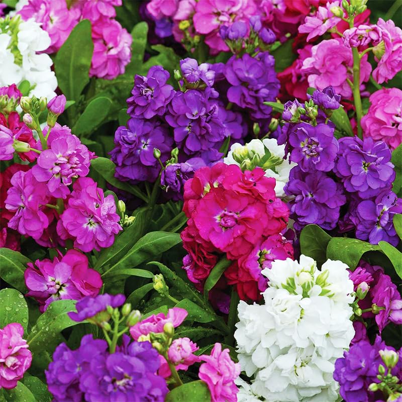 Generic Stock flowers cut stems for indoor arrangements with a rich fragrance