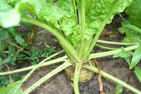 Generic sugar beet seeds harvest preview with vibrant roots and edible tops.